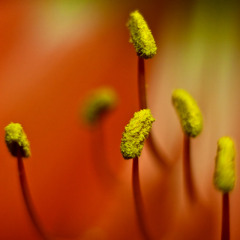 Microspore 03