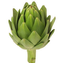 Martial artichoke