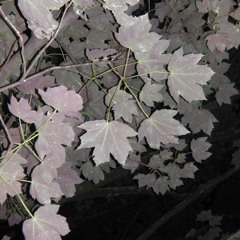 Inside a Bubble - Danny Sutton