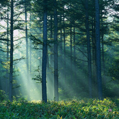 secret of the forest