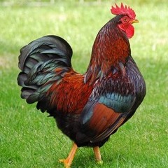 Kambatthu Kozhi - Biz' Eshwa Ft Pirate & Jamez Raj