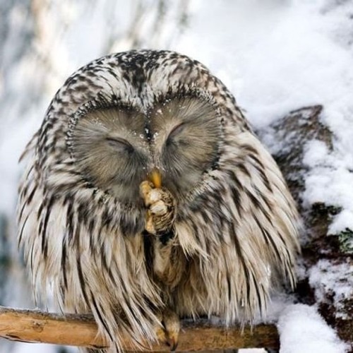 2C! - Isit(Flower duet Rmx)