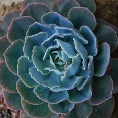 Norma.l