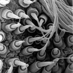 ACINONYX Acid Obelisk Mix