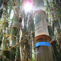 Bamboo in Wind  (Stereo Contact Mics)