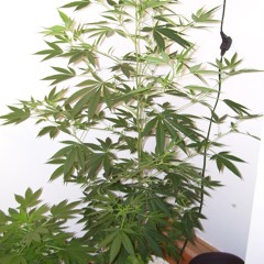 Agjv House 01 a.10.3 even better