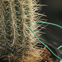 genetic transformation of betula pendula by particle bombardment