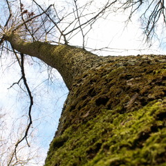 G&F - Quercus robur - February