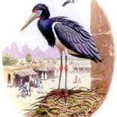 هودنه - هادي الجبل