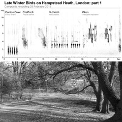 Late Winter Bird Sounds on Hampstead Heath
