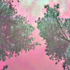 devil's walking stick