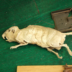 Beyoncé - End of Time (DJ Turdpolisher's 'In Tha House, Up Tha Stairs and Down Tha Toilet' remix)