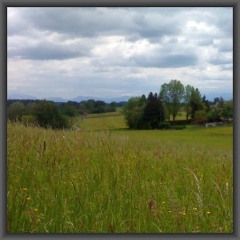 Meadow, Münsing - crickets, crows, wind bending the grass