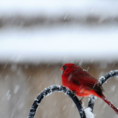 ဒီတစ္ခါေဆာင္း (ေဆာင္းဦးလွုိင္-2005)