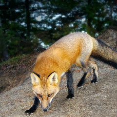 Confucius/Ezra Pound * Tangle-Fox