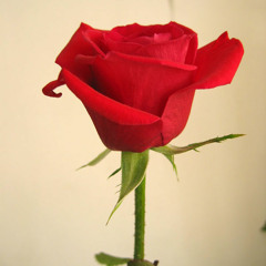 My Romeo Is Laying On My Pillow