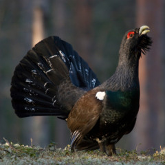 Capercaillie March Highlands
