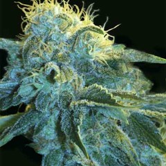 02- Vivo Tranquilo! ft Regular'Bit - Cannabitos®