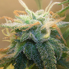 One more version of a Crucial Dub