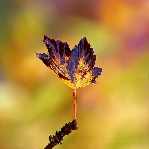 ဘ၀ႏွင့္ရင္းၿပီးခ်စ္မယ့္သူ - ေဇာ္ပိုင္