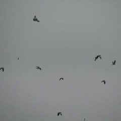 j. panzner - three two twelve