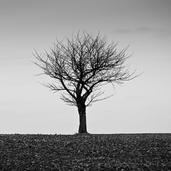 Stasis (Collaboration with Jeevan Rai - Feb2012)