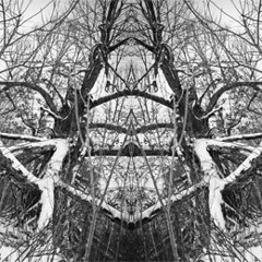 Mercurialux - Hollowed (Death of the Forest Cold).