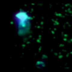 Des Pas Sur La Neige