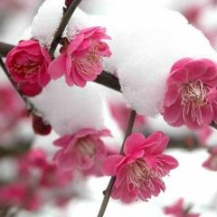 กู่ฉิน ดอกเหมยสามท่อน