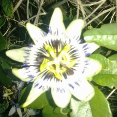 Blue Room Green Room