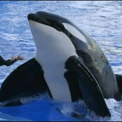 911 call from SeaWorld: "A Whale Has Eaten One of the Trainers"