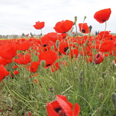 shir ha-maalot nusach Greenspoon