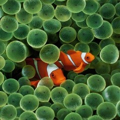 Anemone