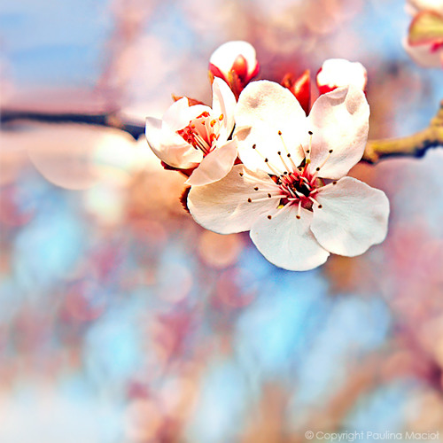 Bat Khoc - B.Sily ft. JustaTee