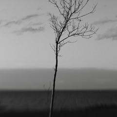 Don Pasqua & Human Koala : Forgotten Week End