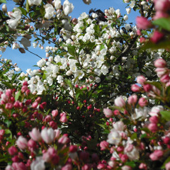 Apple Blossom (White Stripes)