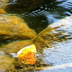 Leaf on a Stream