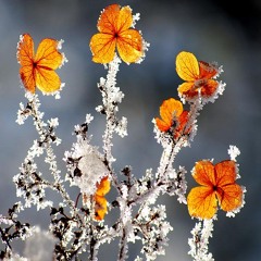 The Silver Chord - Suite in A minor for grand piano, violoncello and double bass by Gopi