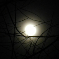 Islands  (#1-March 2012)