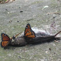 Dinosaur Burps - Bastards of the Universe ft. TMFSE