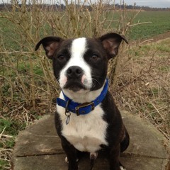 Hellhound On My Trail