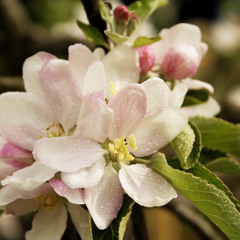 cherry blossom tea