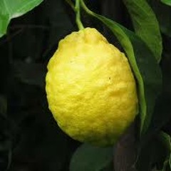 Limoncedri a Pisa