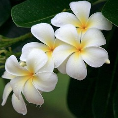 Manamalakam Paana - Chandana Liyanarachchi -www.hirufm.lk