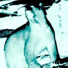 Eisbär (Grauzone Cover)