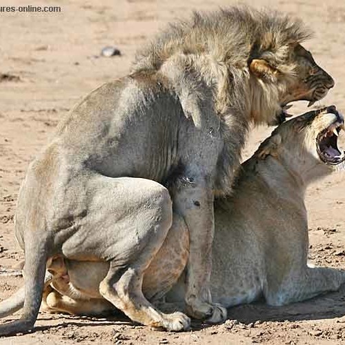 Advanced Tactics - Lion's Den