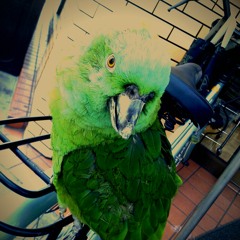 シロアリノシロ