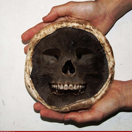 Mushroom project - Giacomo Tropea  Ft. Carlo Zeloni -