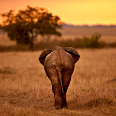 Afrique Tronique (featuring Ladysmith Black Mambazo)