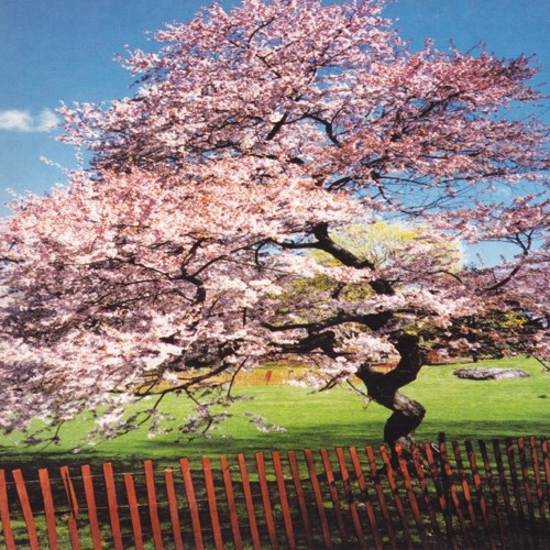 A REMINISCENT DRIVE "N.Y.C. Dharma"